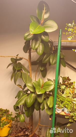 Фикус бенджамина, мокламе