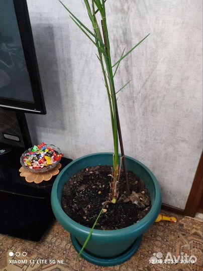 Финиковая пальма