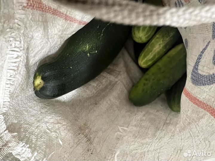 Кабачки огурцы бесплатно