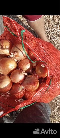 Лук репчатый оптом