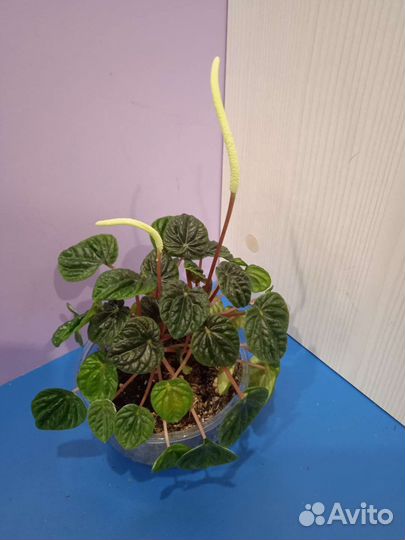 Пеперомия Лилиан