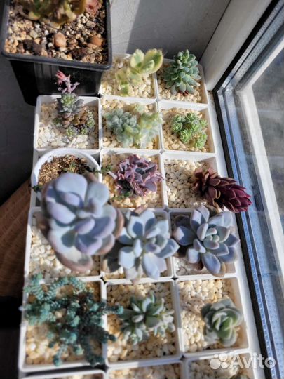 Суккуленты