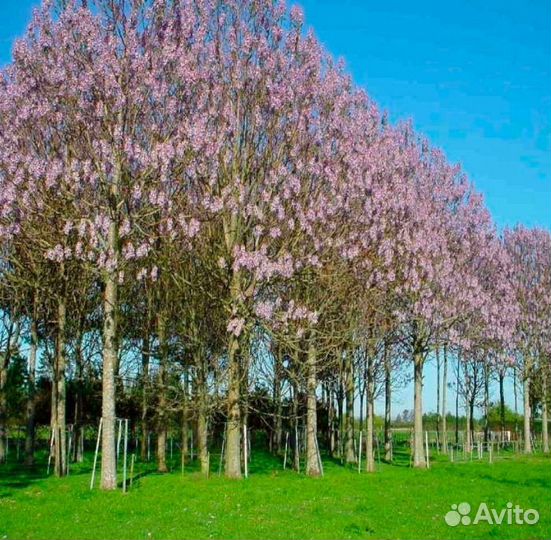 Рассада Павлонии войлочной