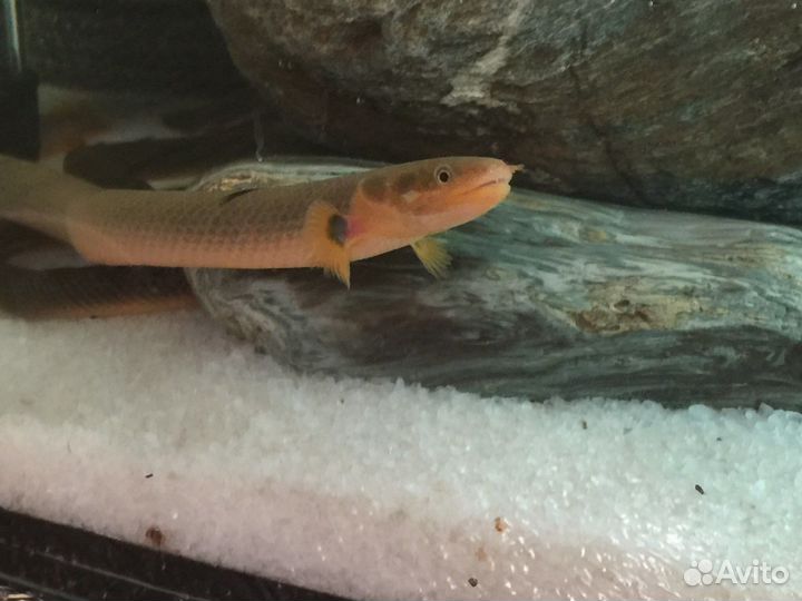 Астронотусы и Каламоихты