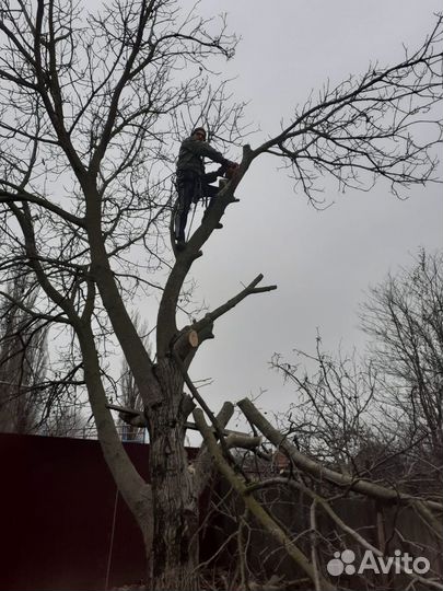 Спил деревьев