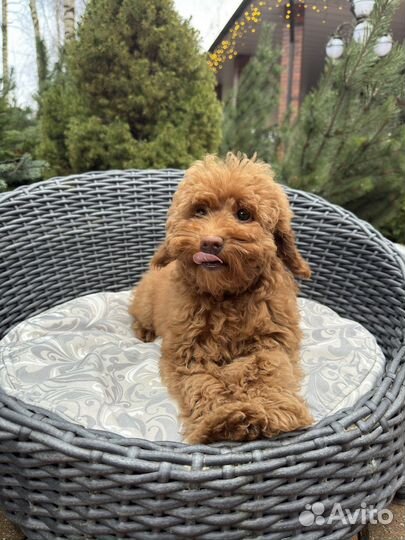 Той-пудель ред браун девочка РКФ