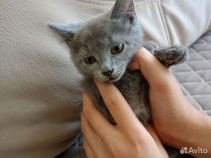 Британка кошка