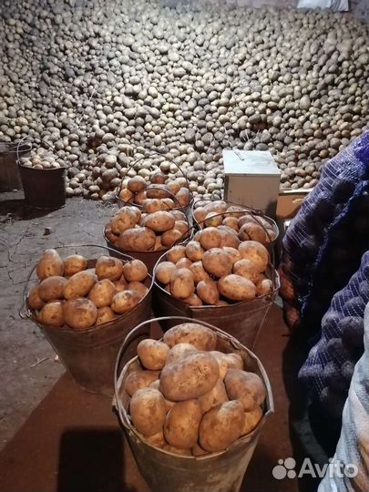 Картофель с огорода, деревенский