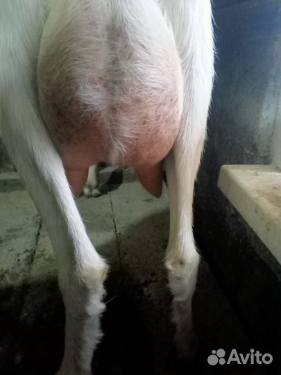 Коза дойная