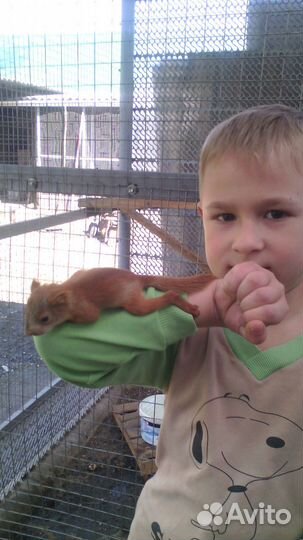 Белки бельчата