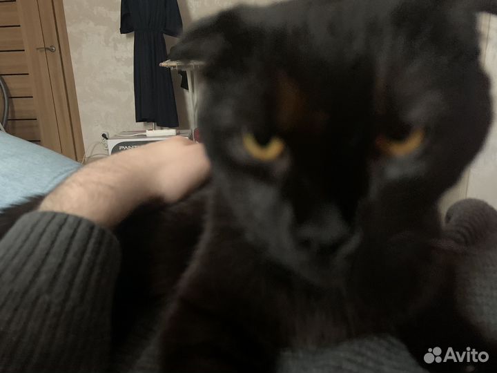 Кошка в дар