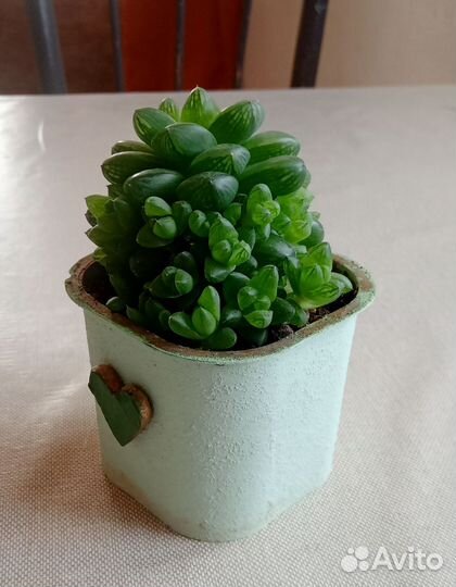 Хавортия Купера