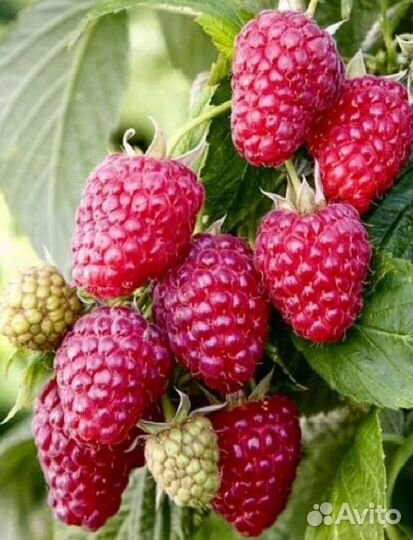 Малина на посадку, доставка, пересылка и прочее