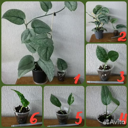 Сциндапсусы Эпипремнумы Монстеры Маранты