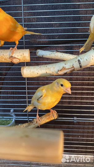 Кенара и канарки