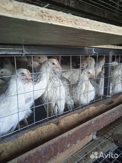 Курочки молодки