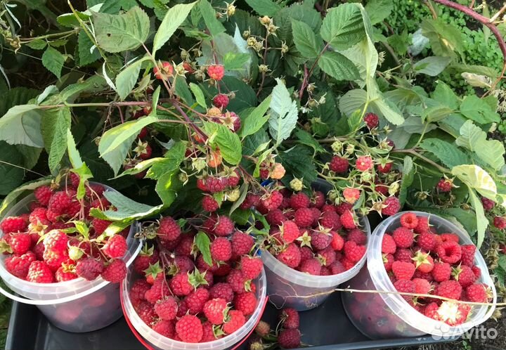 Саженцы ремонтантной малины