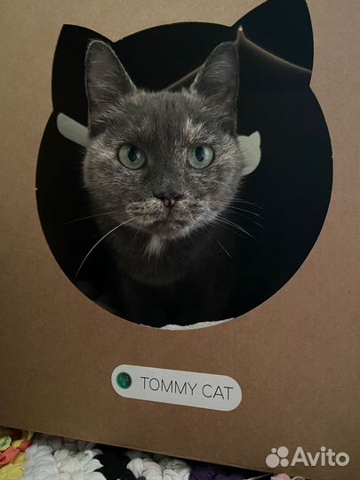 Кошечка в добрые руки