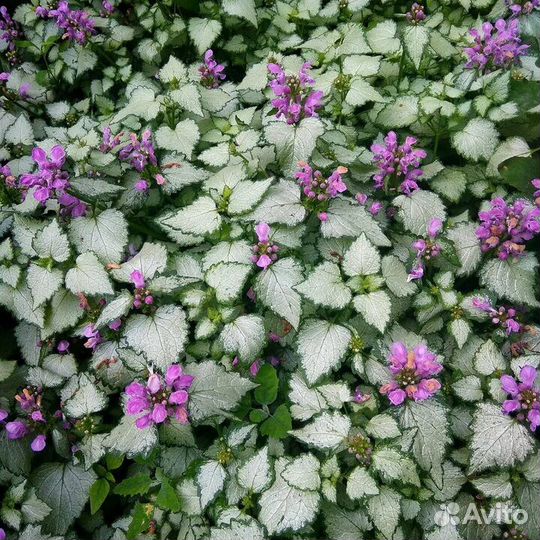 Почвопокровники