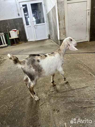 Дойные нубийские козы и малыши