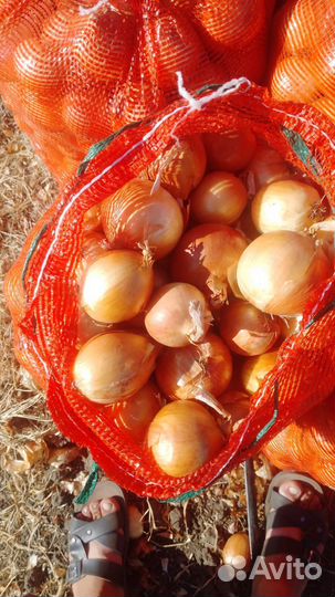 Картофель едавая, лук и т. Д