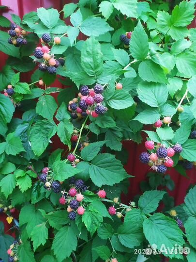 Малина Камберленд саженцы