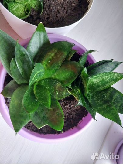 Сансевиерия коротколистная