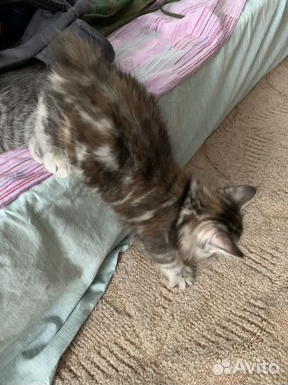 Котята курильский бобтейл