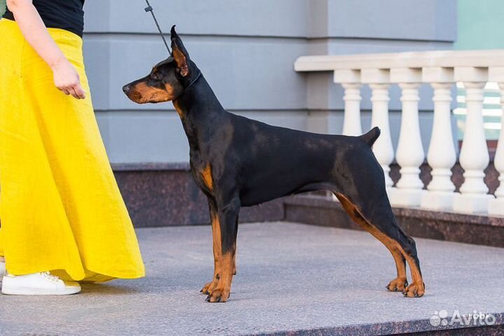 Подготовка собак к выставкам, дог фитнес