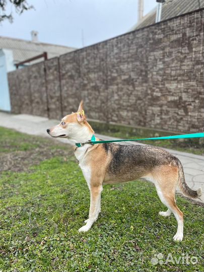 Собачка Лана