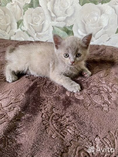 Шотландские котята