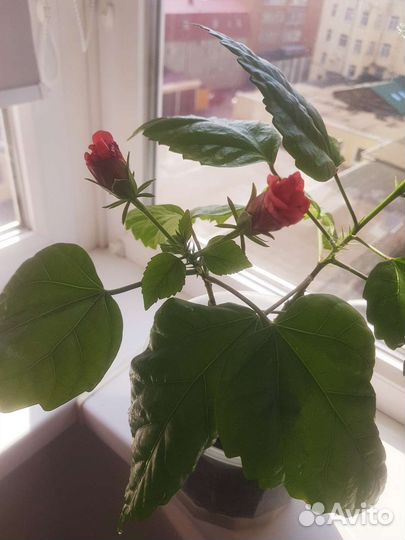 Гибискус китайская роза