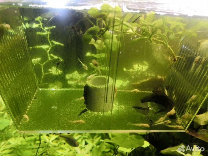 Анциструсы