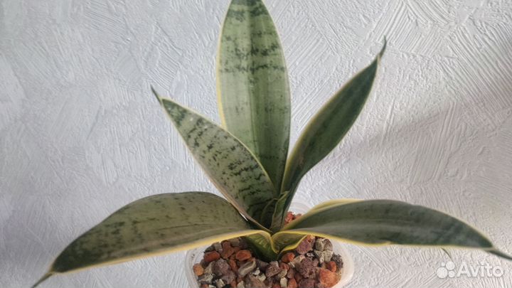 Сансевиерии сортовые 1. Ханни