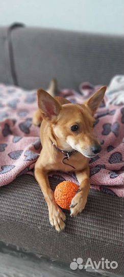 Передержка животных