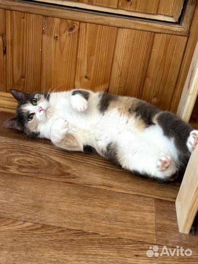 Кошка Мафия