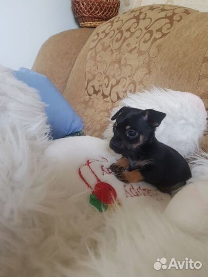 Мини той-терьер щенки