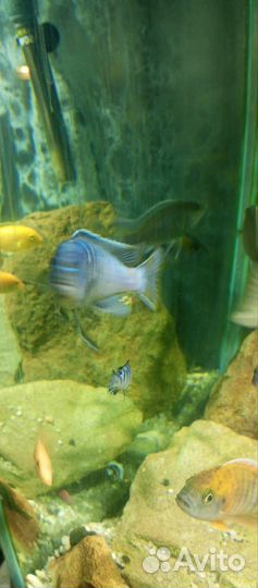 Псевдотрофеус зебра