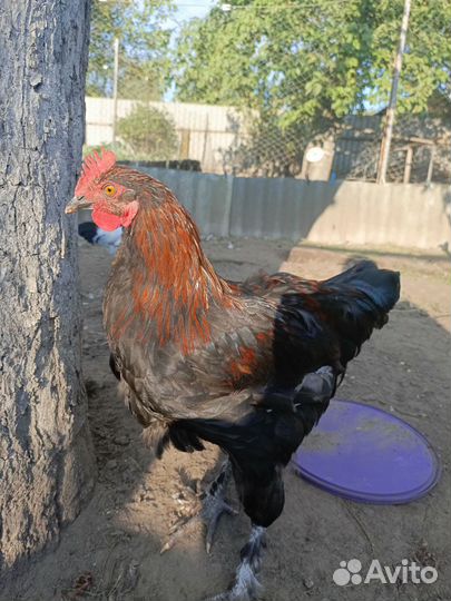 Петух лакеданзи серебро и черно медного марана