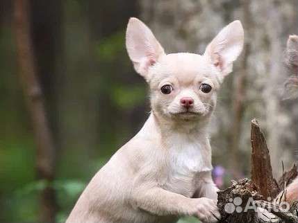 Чихуахуа Девочка стандартного размера