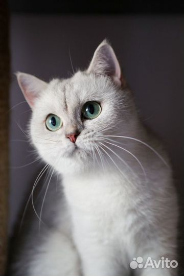 Шотландцы в добрые руки