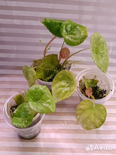 Бегония природник. Phuthoensis