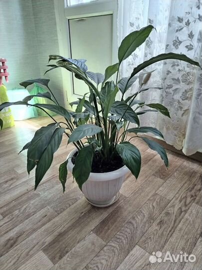 Продам цветок