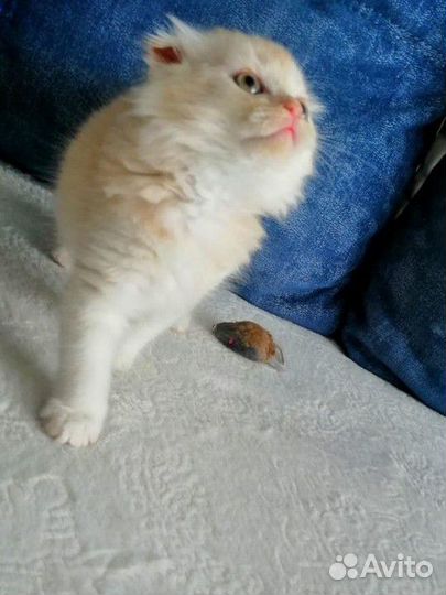 Шотландец вислоухий