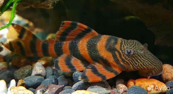 Астронотусы, Фронтозы, Хорны, Брилл.Цихл.,Ножи