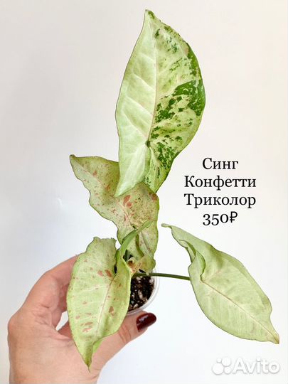 Сингониумы