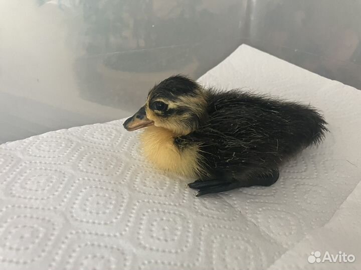 Утки индийский бегунок