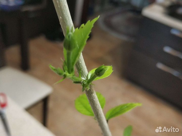 Гибискус Китайская роза Санрайз лососевая