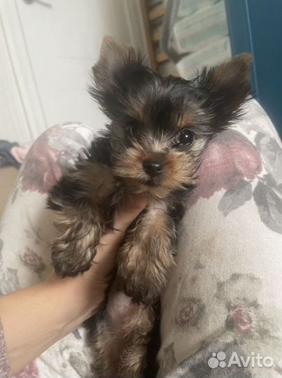 Йоркширский терьер щенки девочки и мальчики