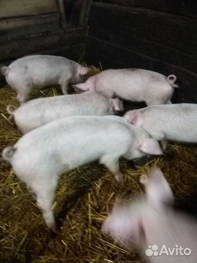 Поросята